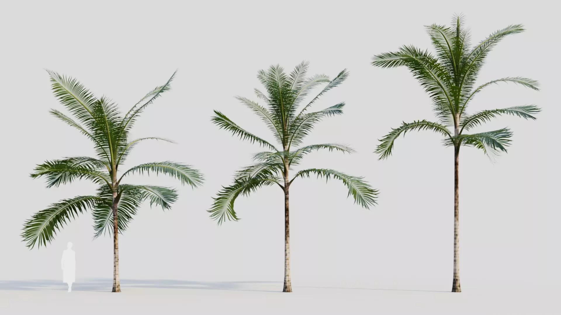 Acanthophoenix rubra b 3D model_0