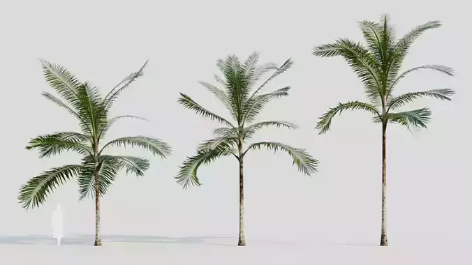 Acanthophoenix rubra b