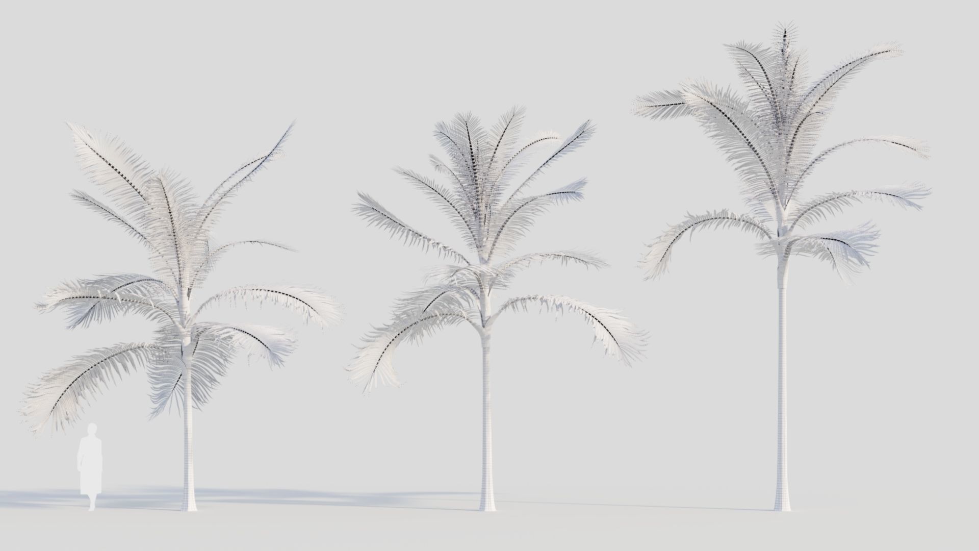 Acanthophoenix rubra b 3D model_8