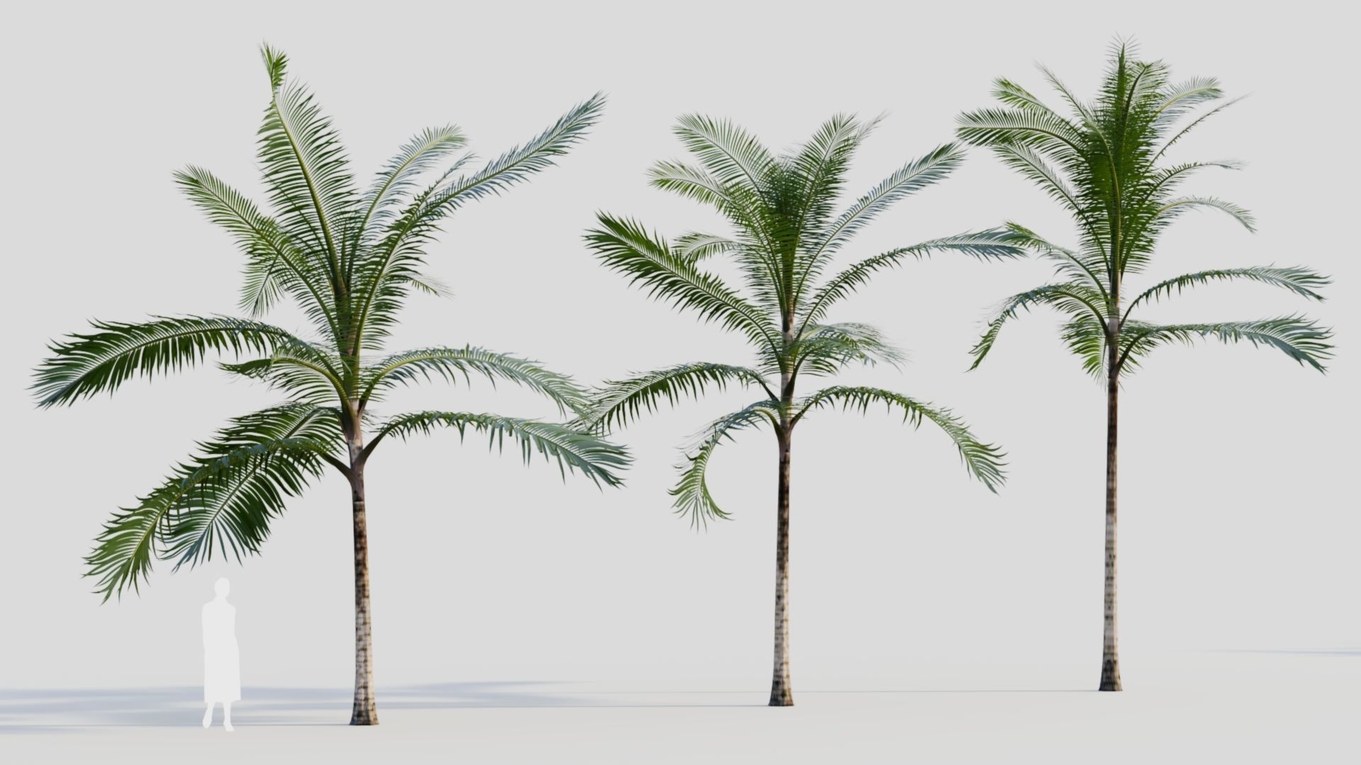 Acanthophoenix rubra b 3D model_3