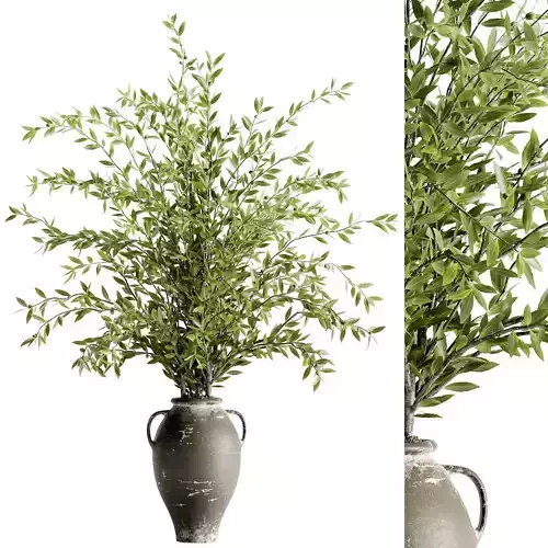 Indoor Bonsai Plants 43