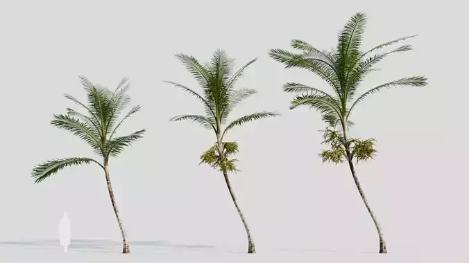 Acanthophoenix rubra c