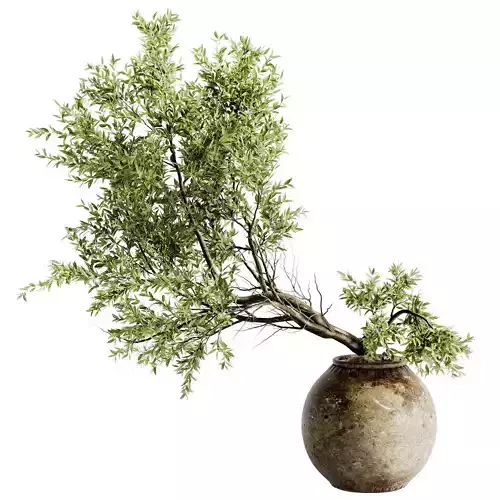 Indoor Bonsai Plants 44