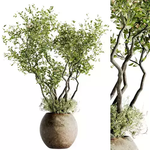 Indoor Bonsai Plants 45