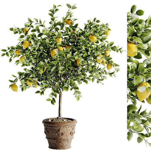 Indoor Bonsai Plants 46 Low-poly 3D model