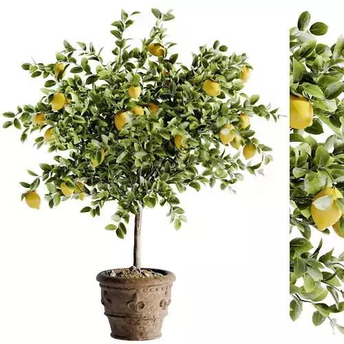 Indoor Bonsai Plants 46 Low-poly 3D model