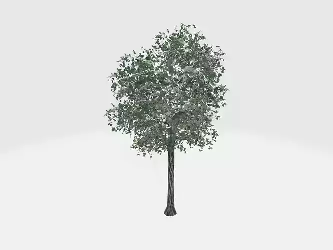 single tree