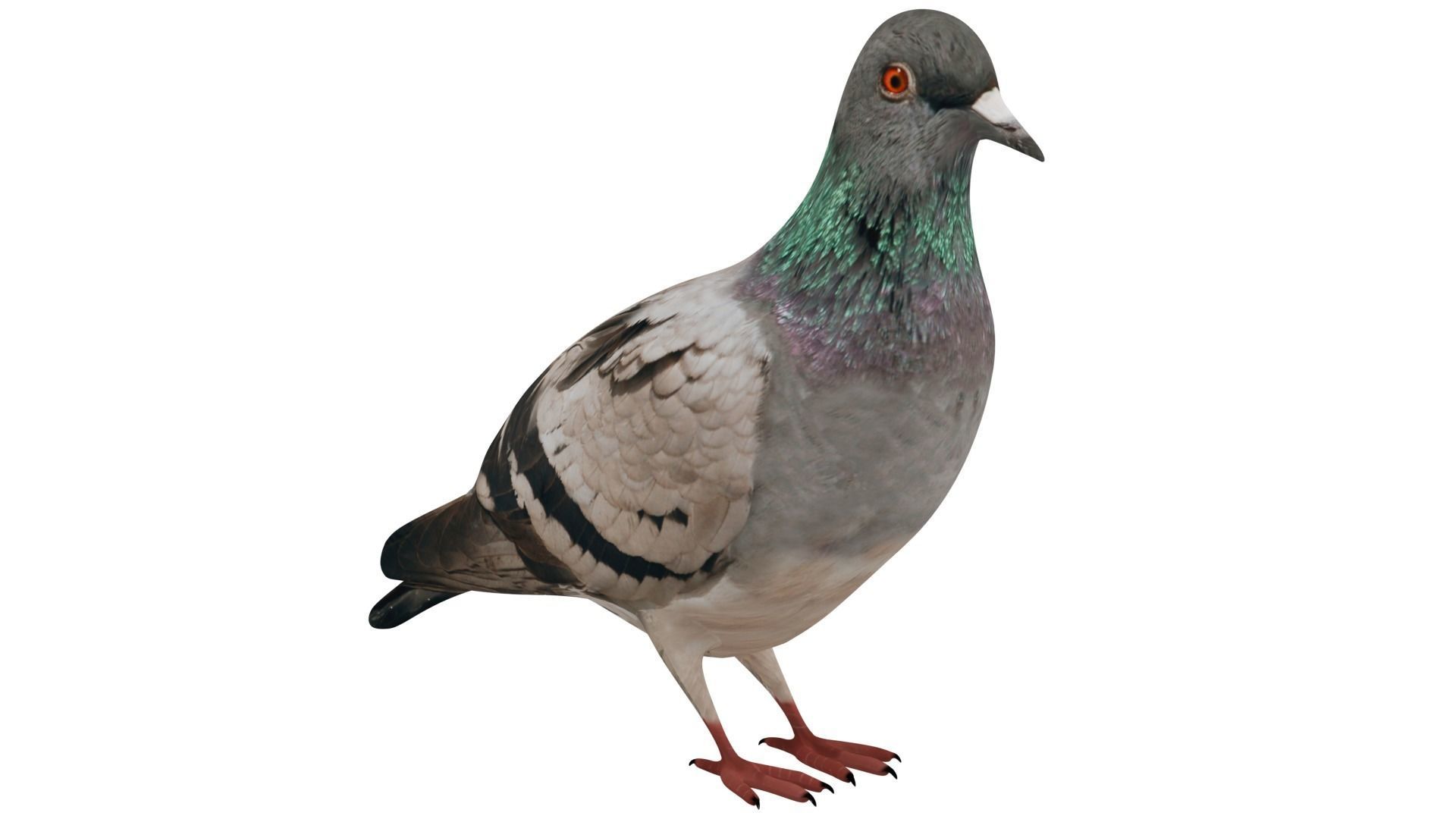 Pigeon 3D model_6