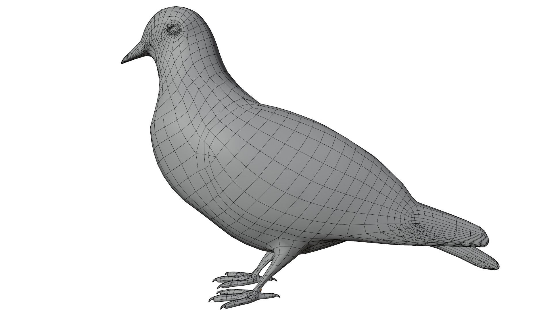Pigeon 3D model_10