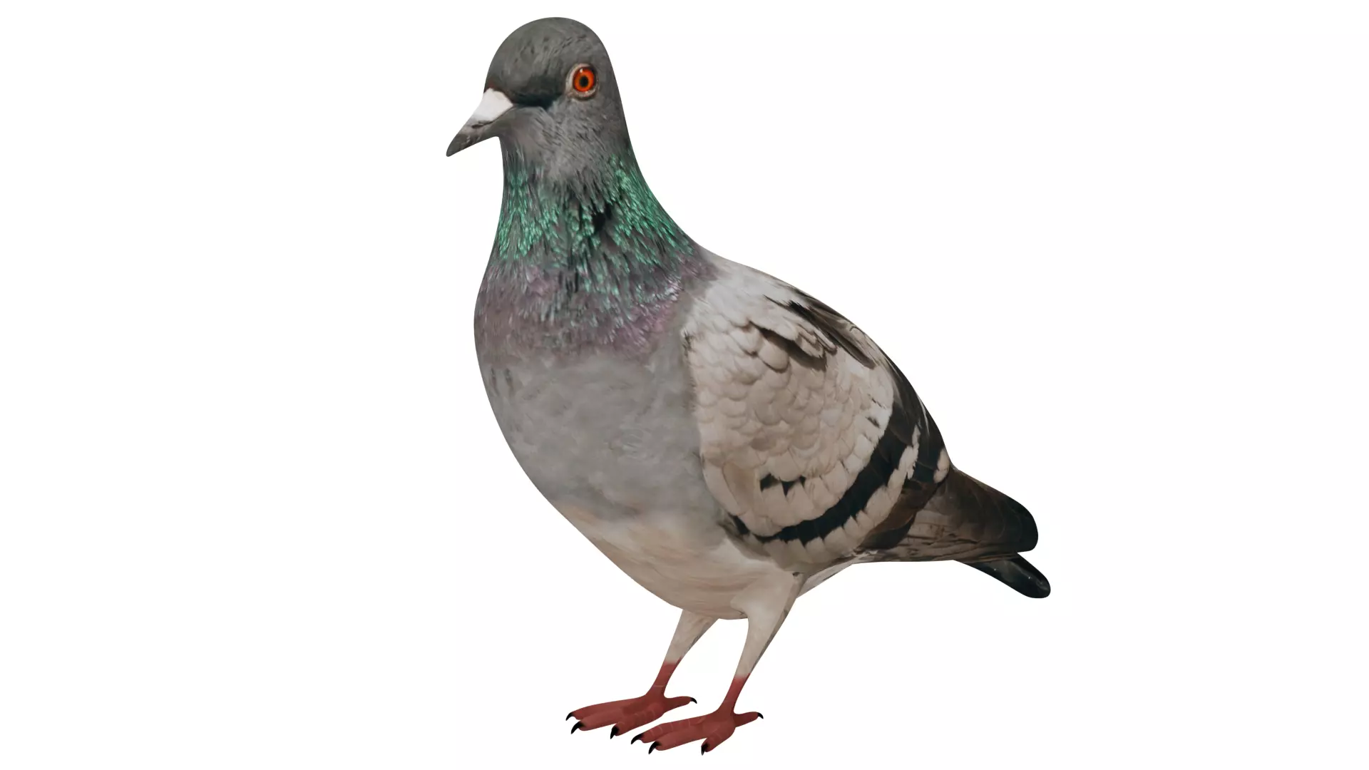 Pigeon 3D model_0