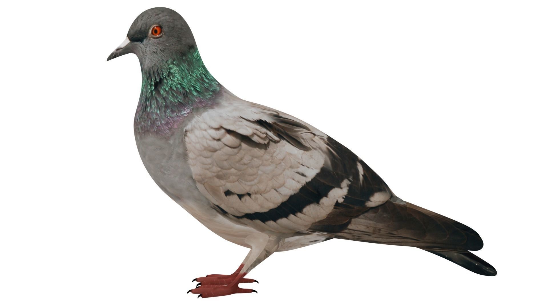 Pigeon 3D model_1