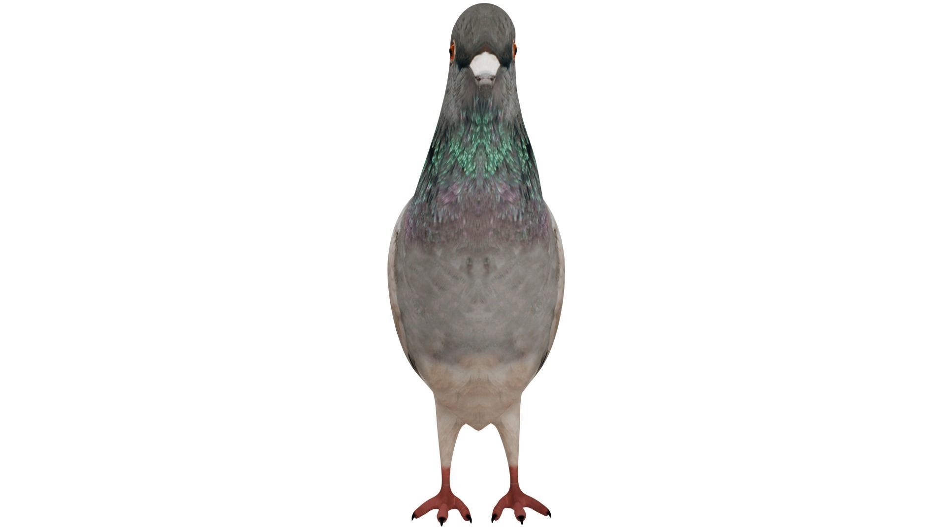 Pigeon 3D model_7