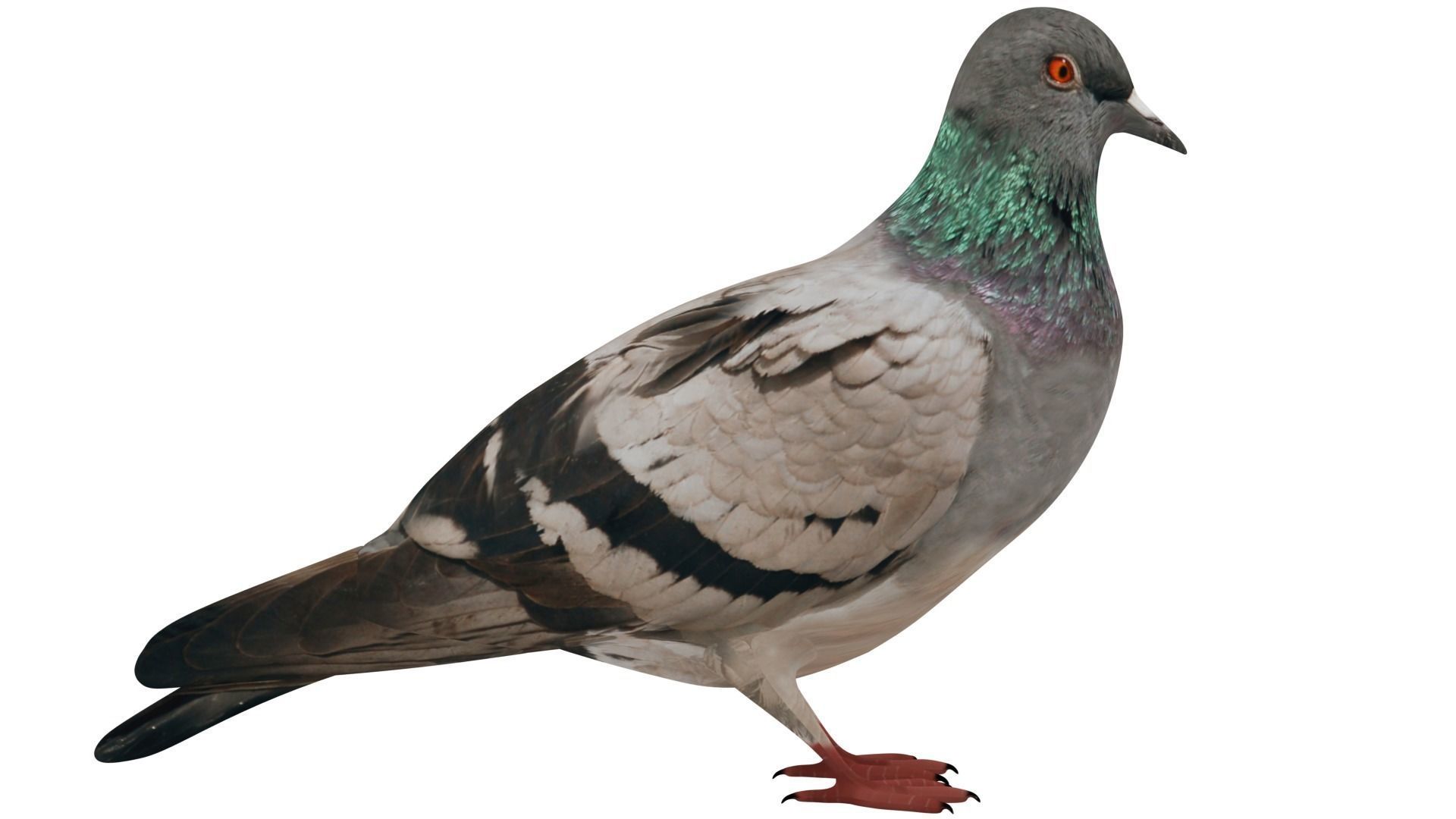 Pigeon 3D model_5