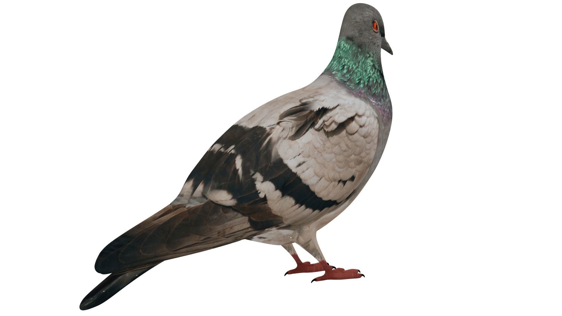Pigeon 3D model_4
