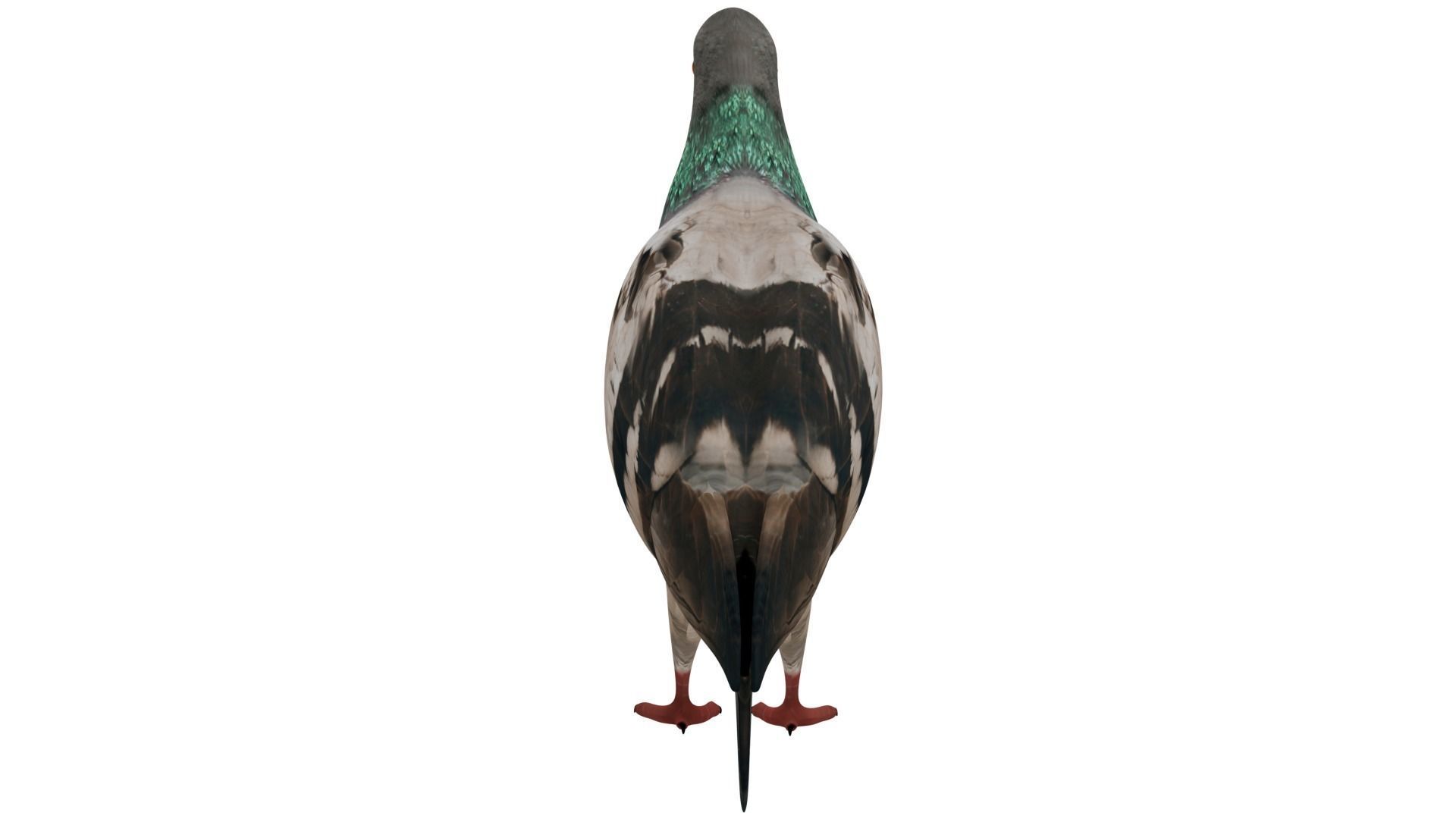 Pigeon 3D model_3