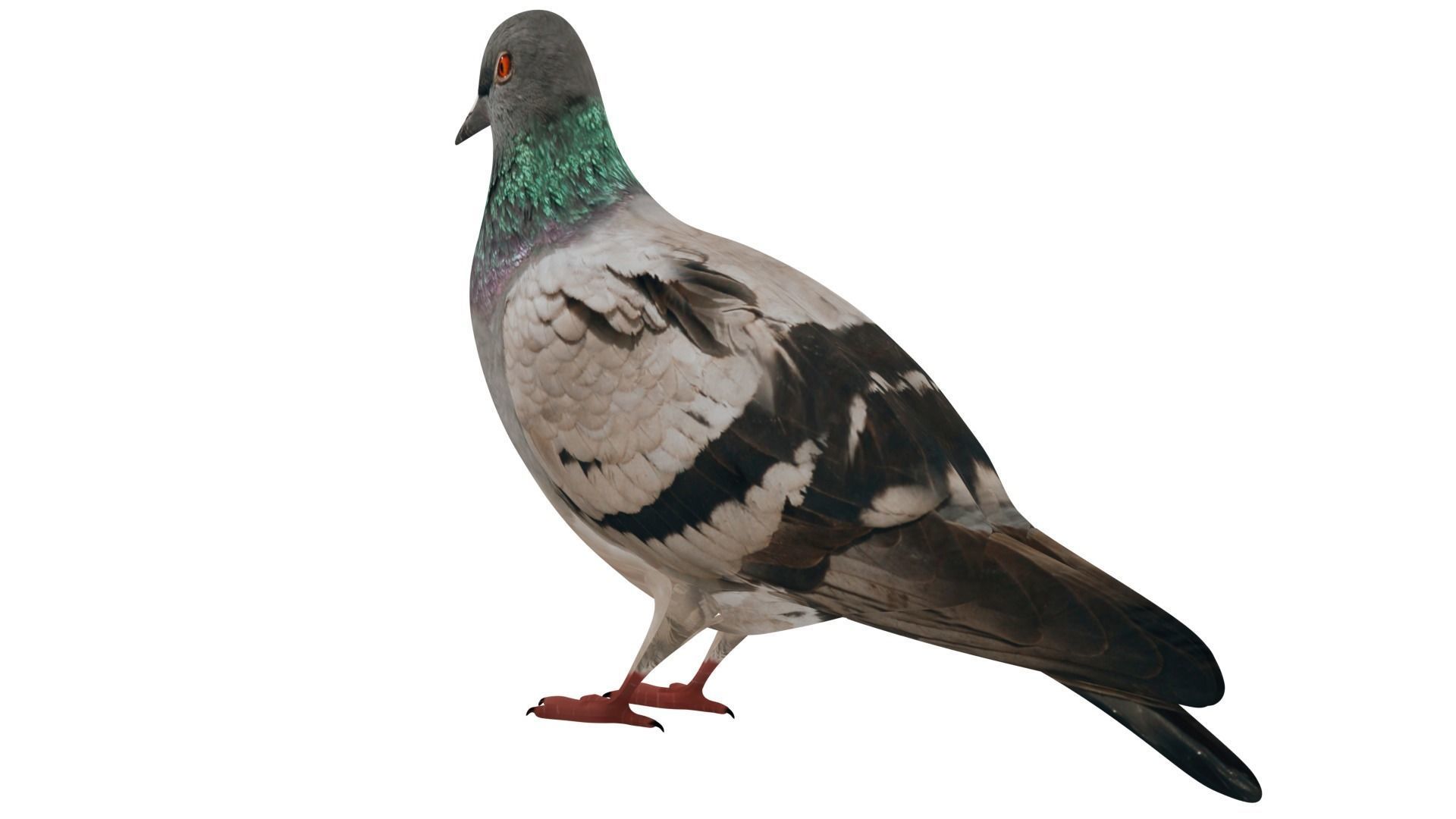 Pigeon 3D model_2