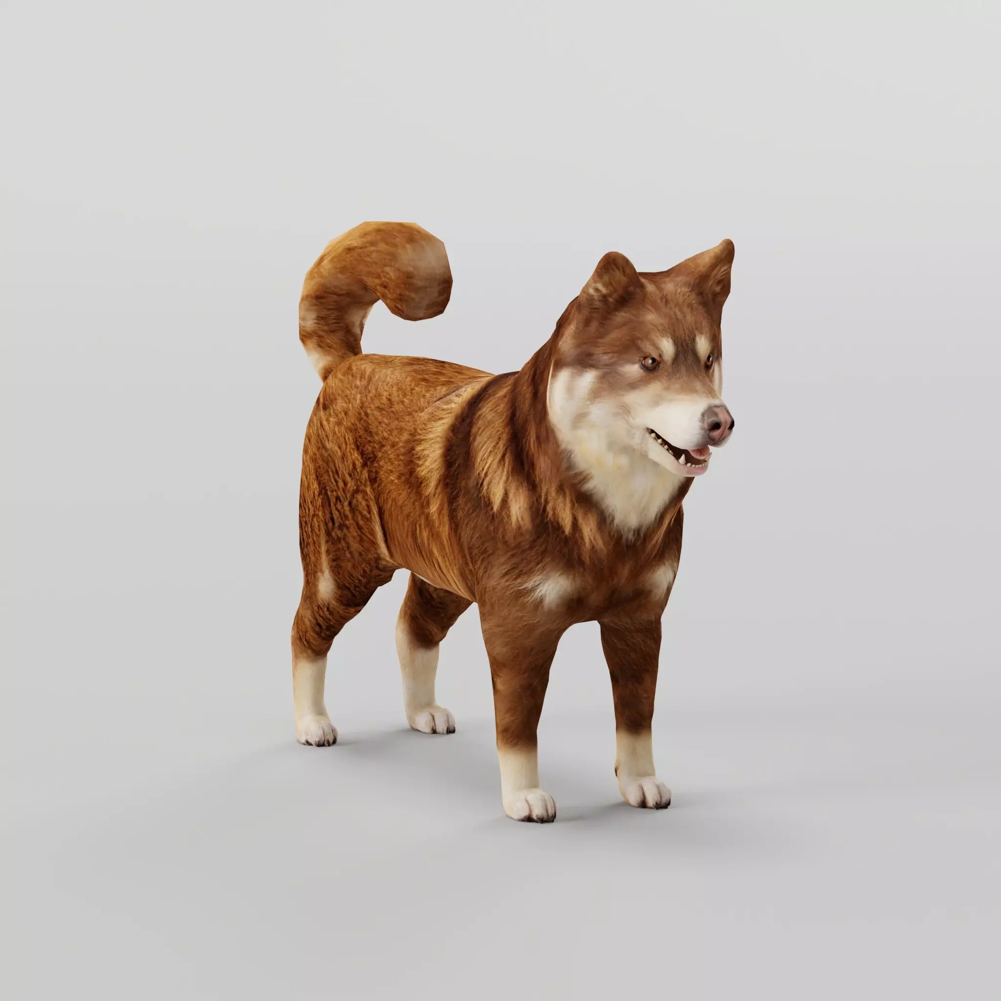 Finnish Lapphund Dog Breed 3D model