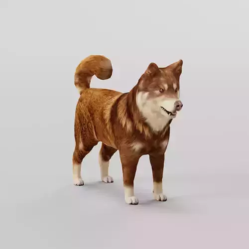 Finnish Lapphund Dog Breed