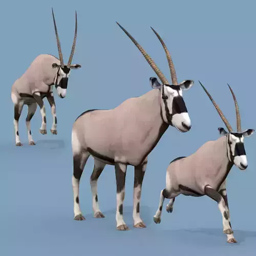 PRO Oryx 3D model