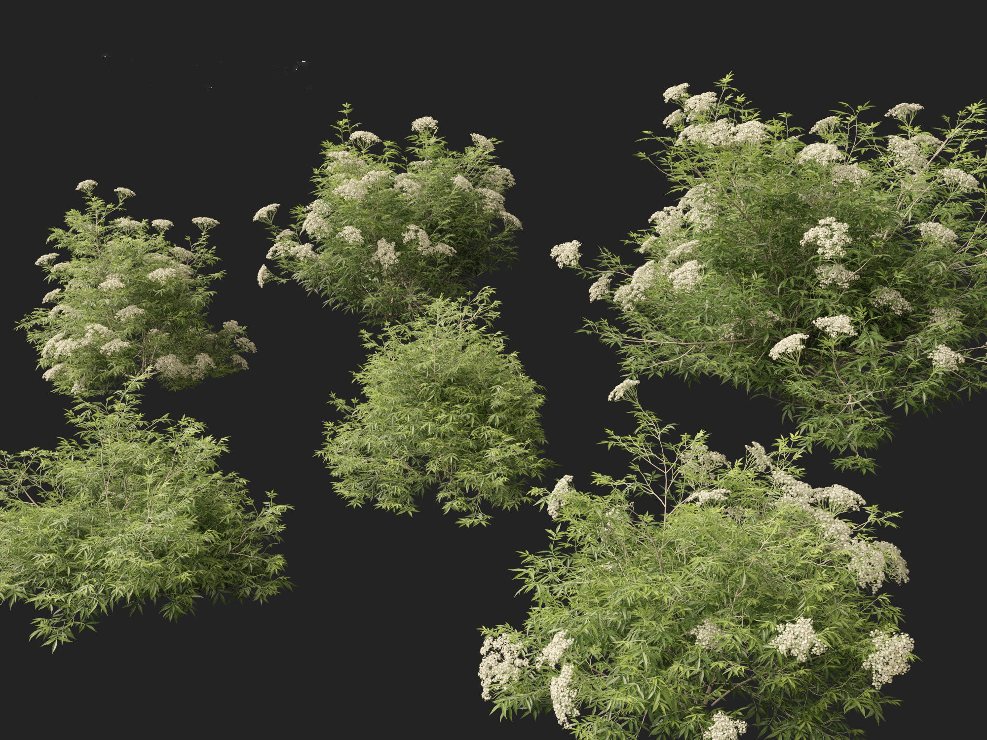 Sambucus nigra - European elder  3D model_8