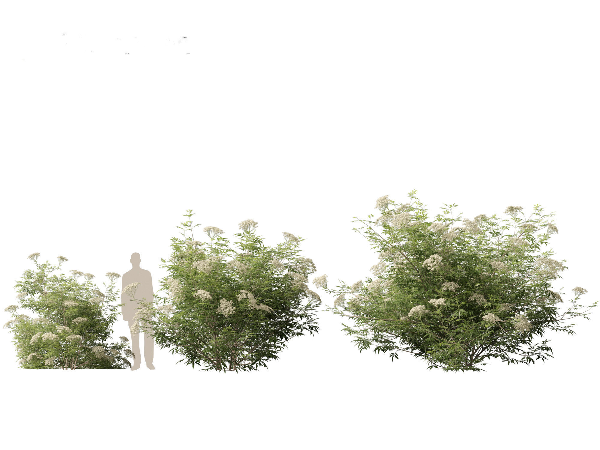 Sambucus nigra - European elder  3D model_6