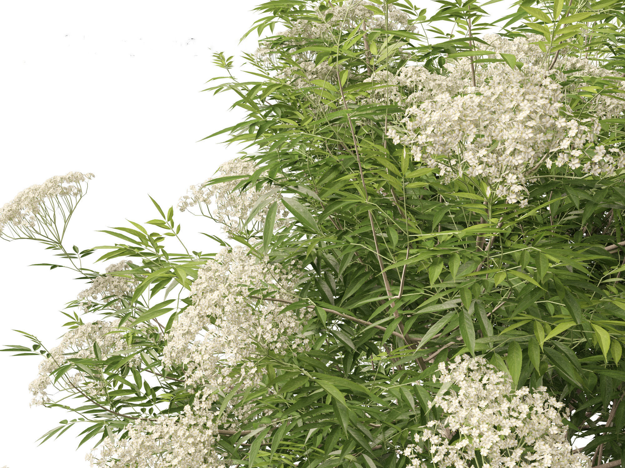 Sambucus nigra - European elder  3D model_9