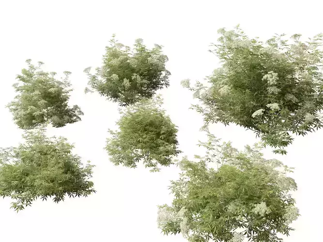 Sambucus nigra - European elder  3D model