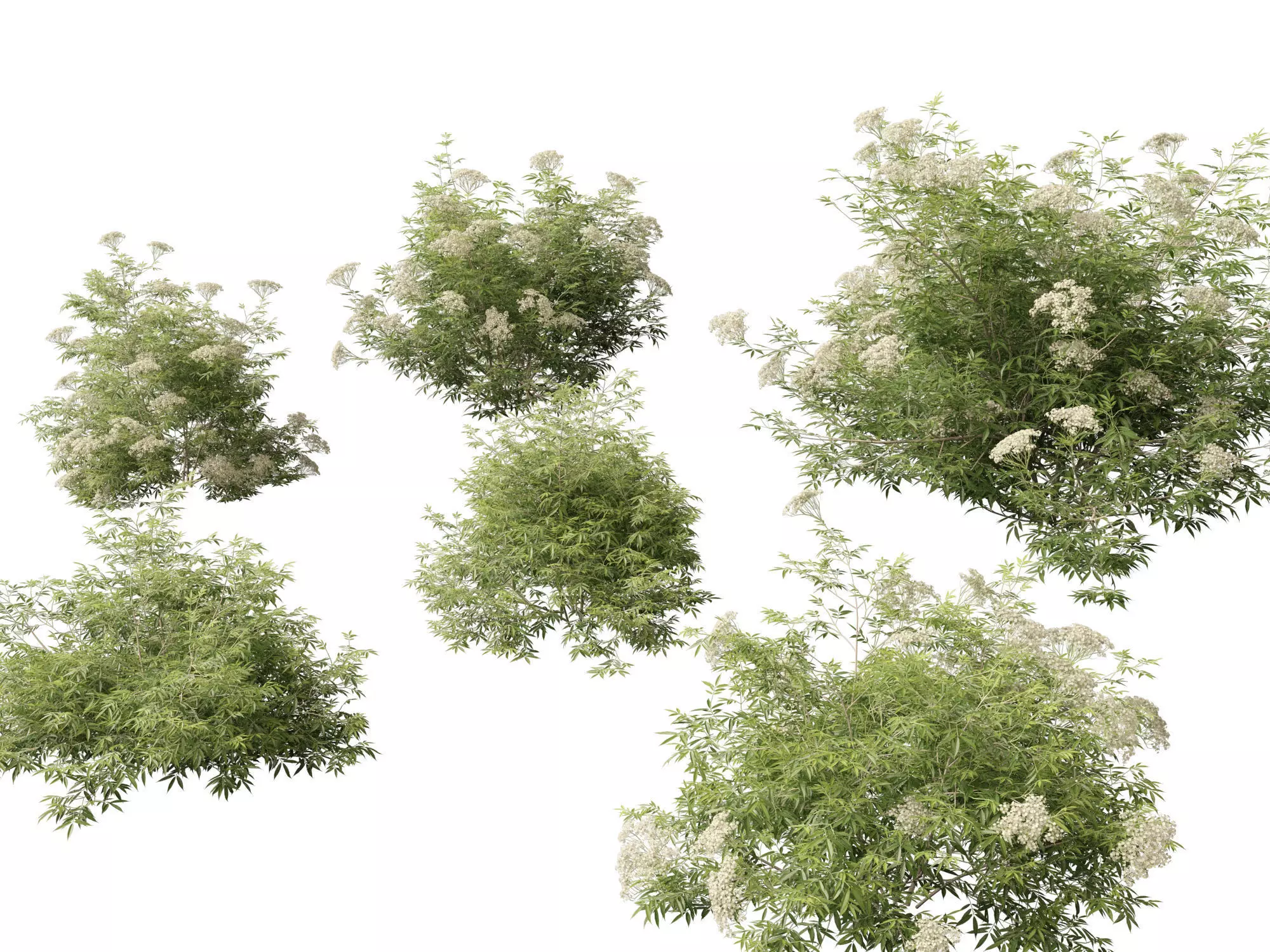 Sambucus nigra - European elder  3D model_0