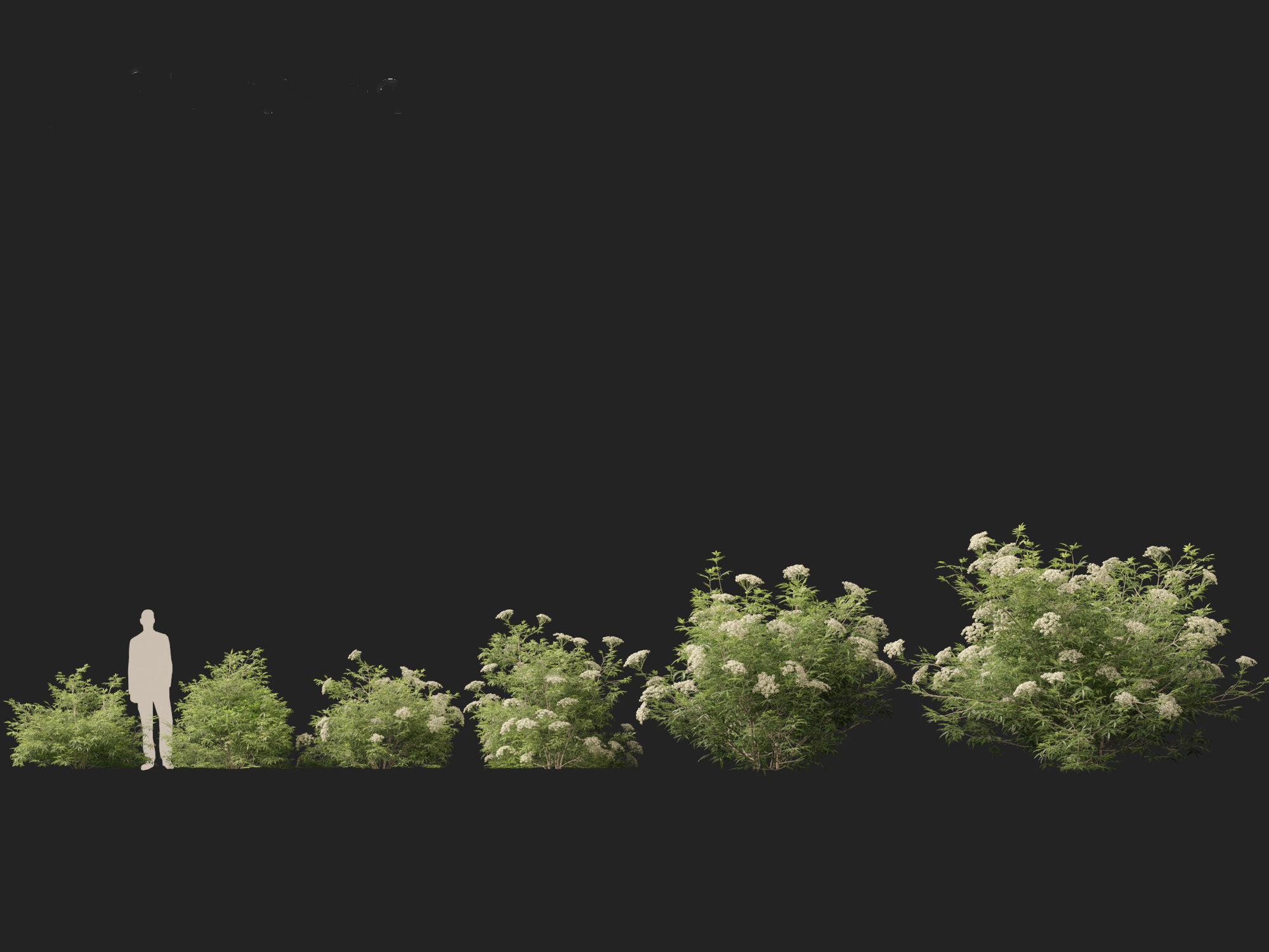 Sambucus nigra - European elder  3D model_3