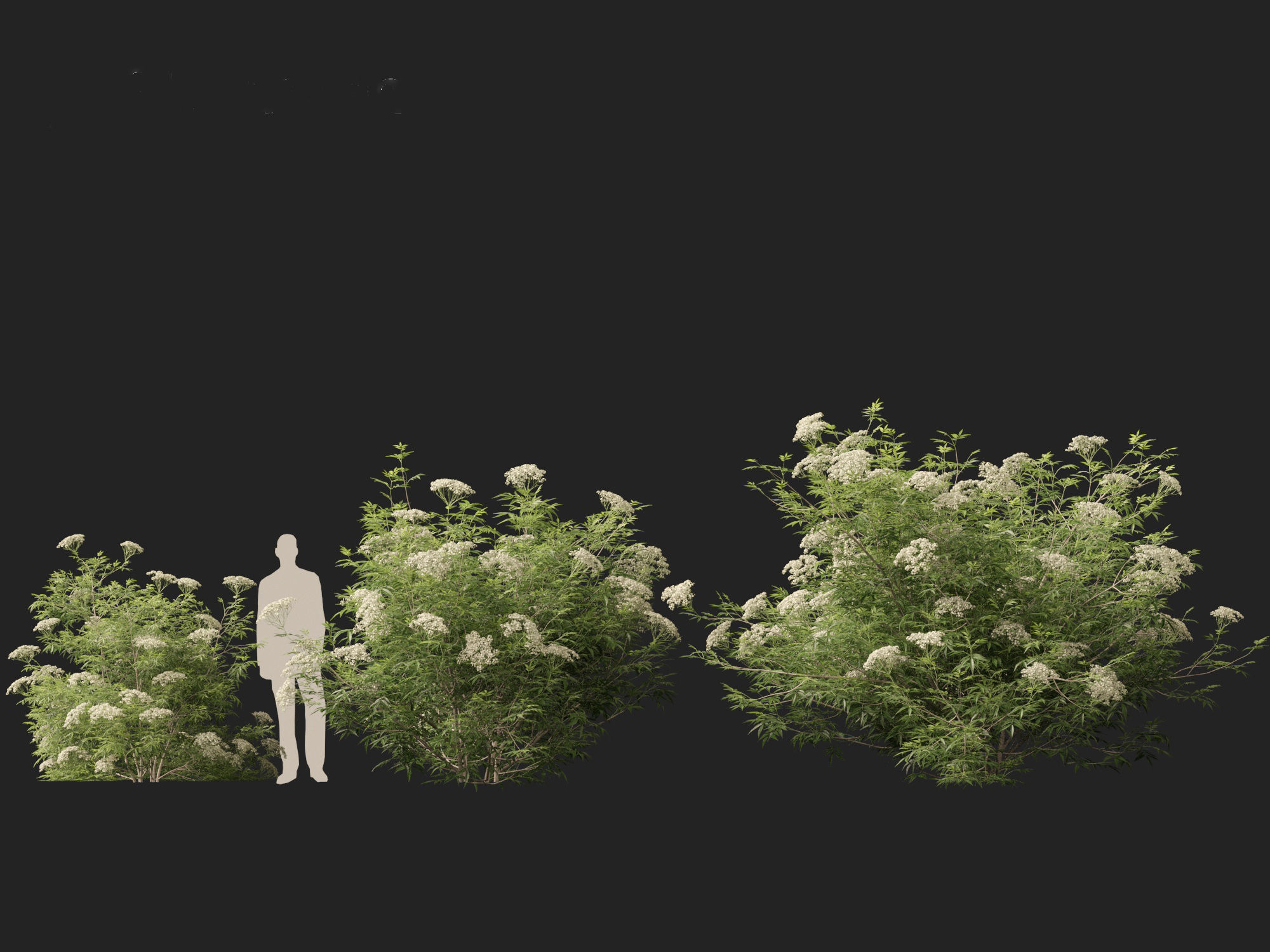 Sambucus nigra - European elder  3D model_7