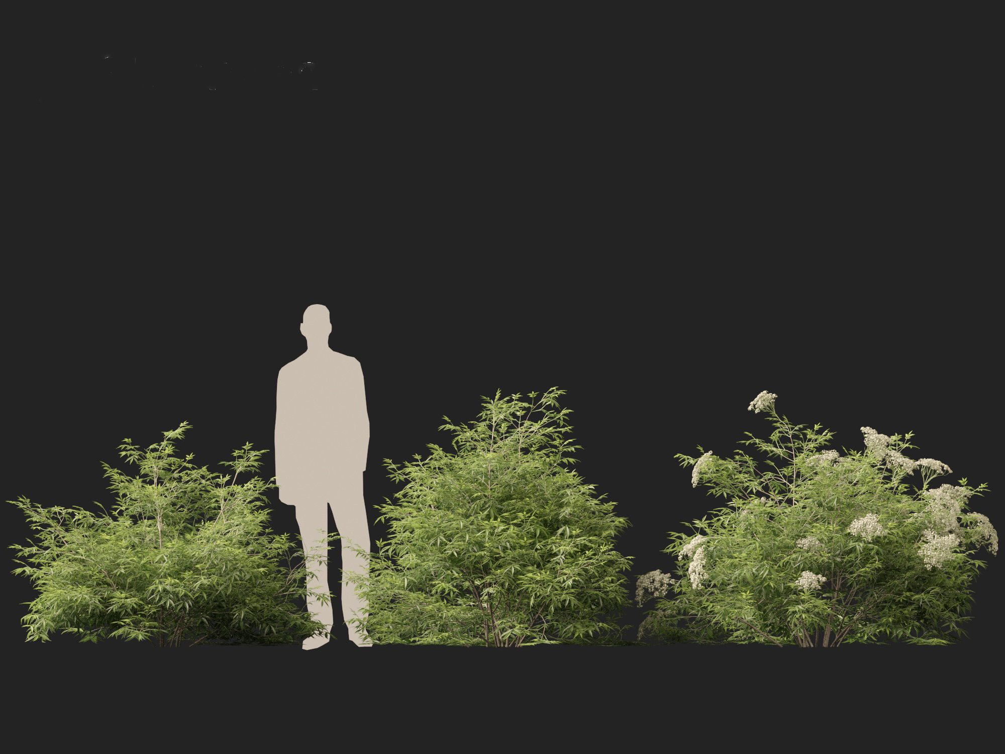 Sambucus nigra - European elder  3D model_5