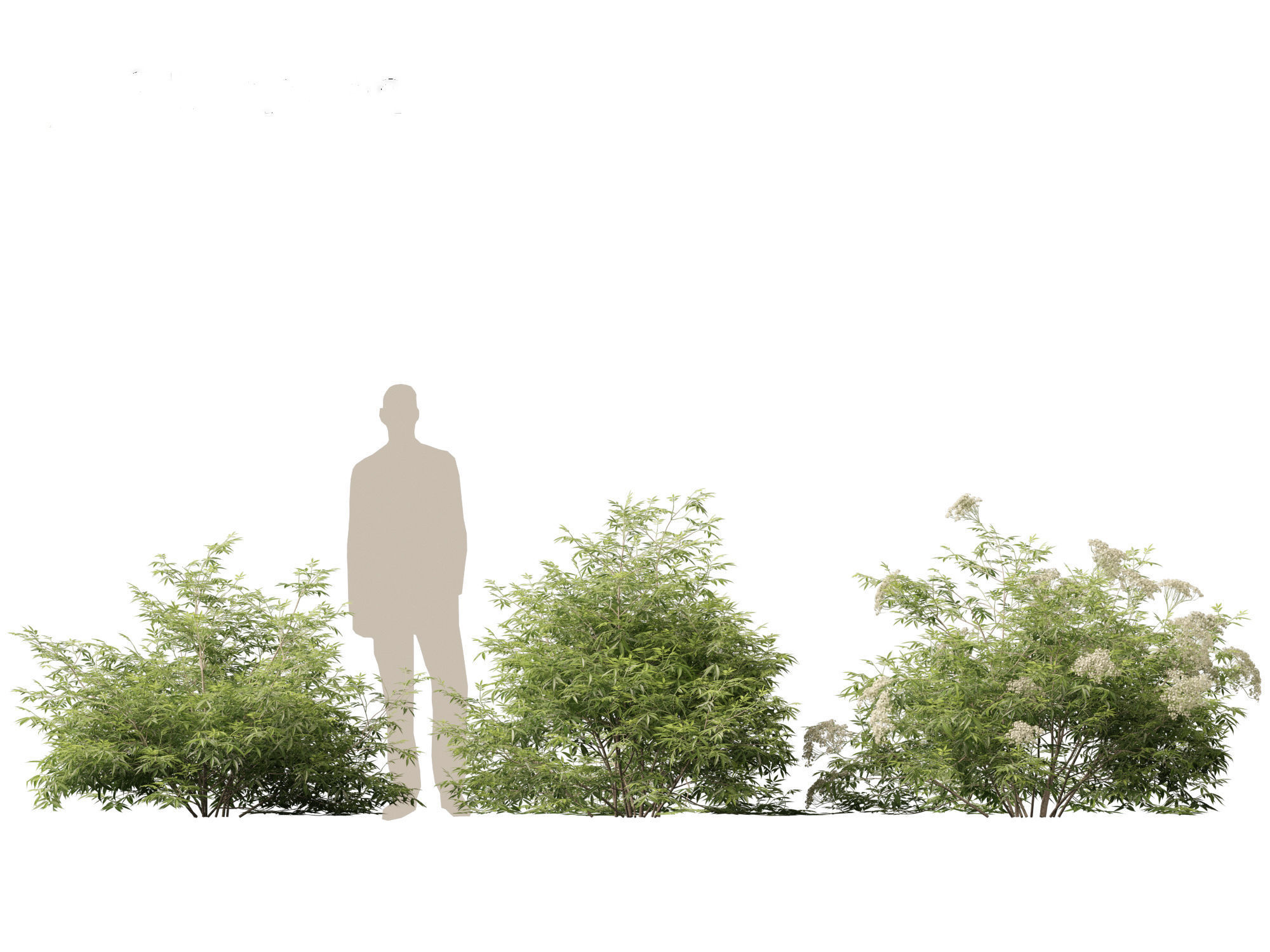 Sambucus nigra - European elder  3D model_4