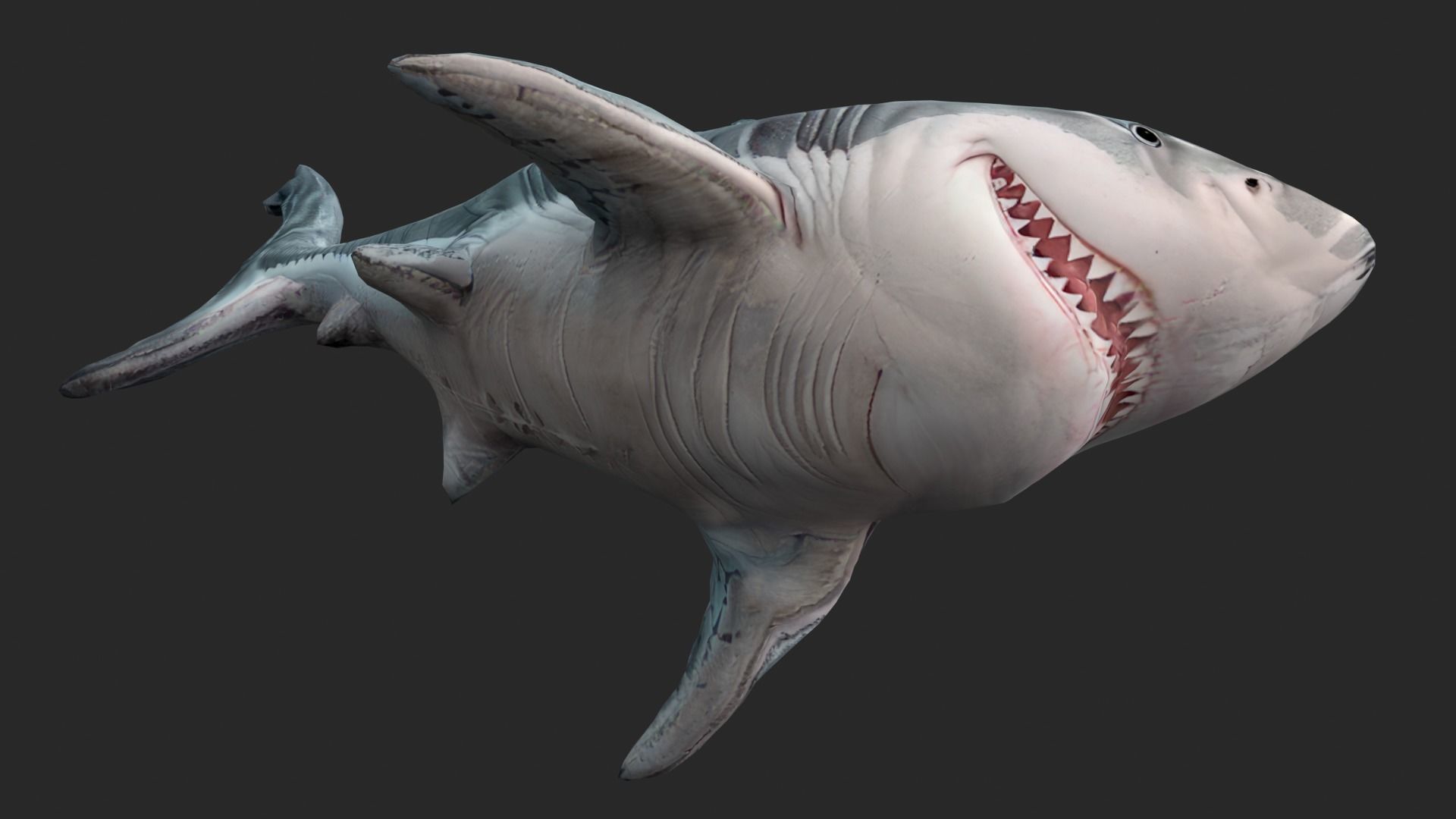 Shark Cartoons Low-poly 3D model_12