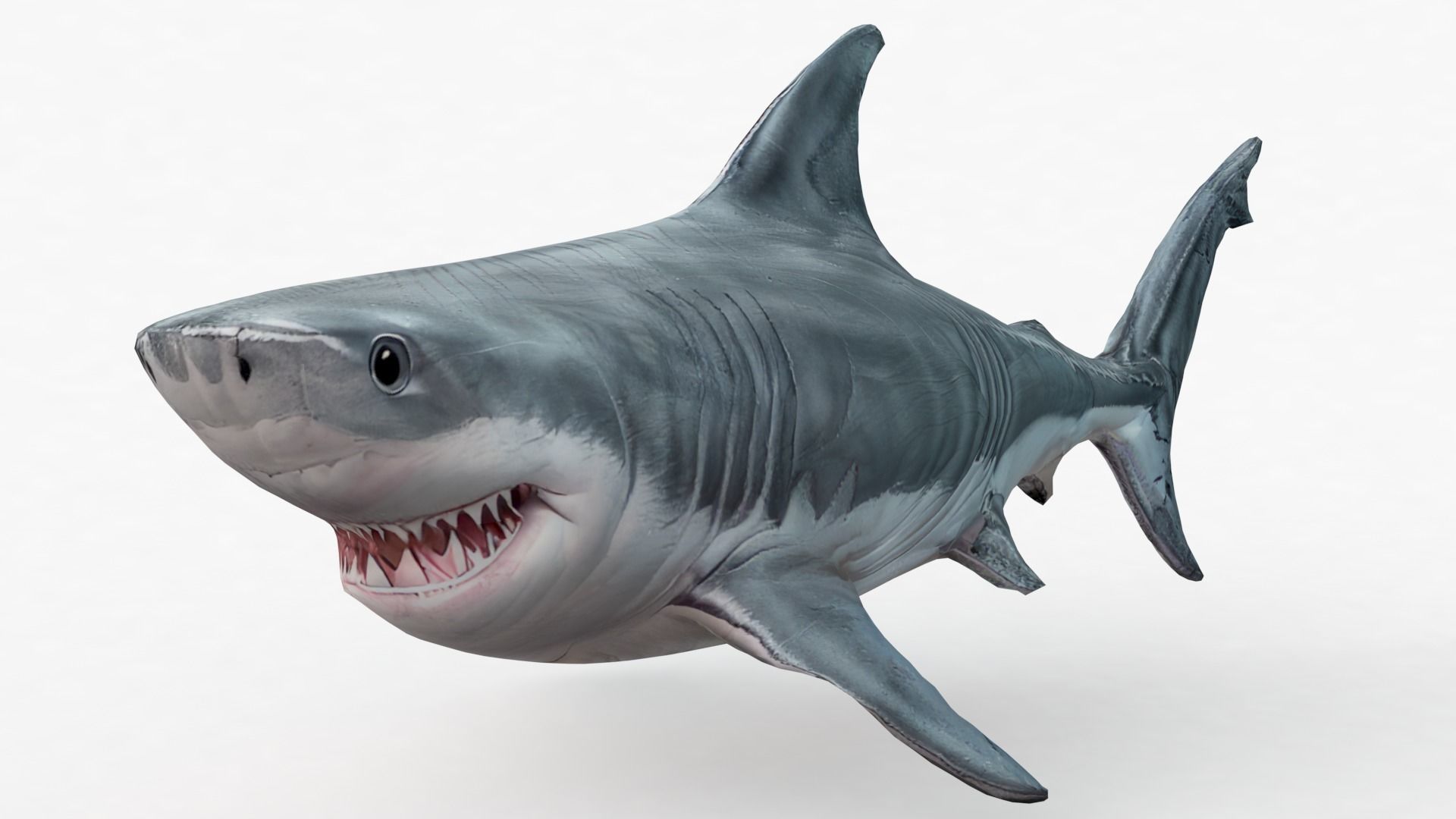 Shark Cartoons Low-poly 3D model_14