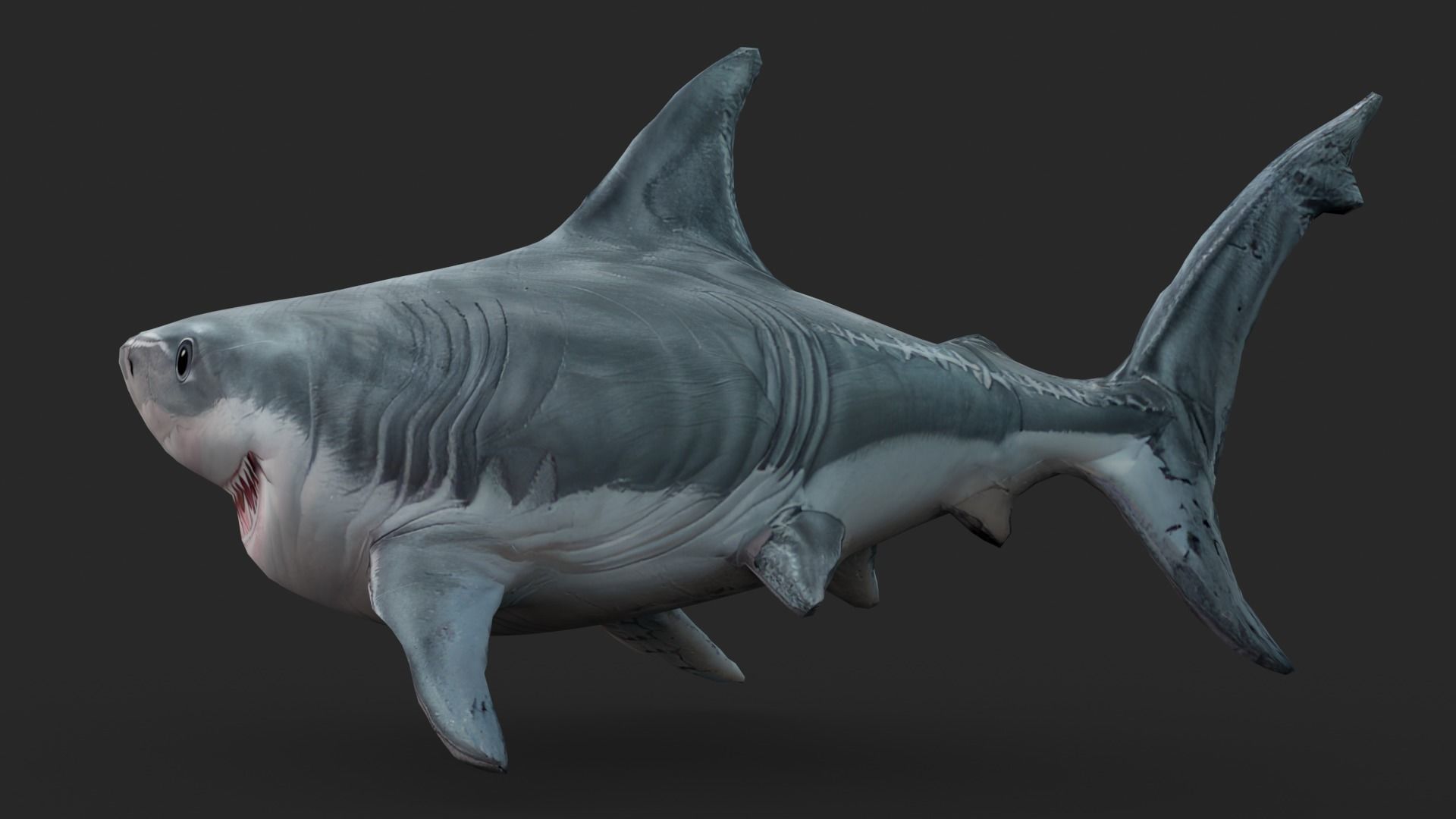 Shark Cartoons Low-poly 3D model_3