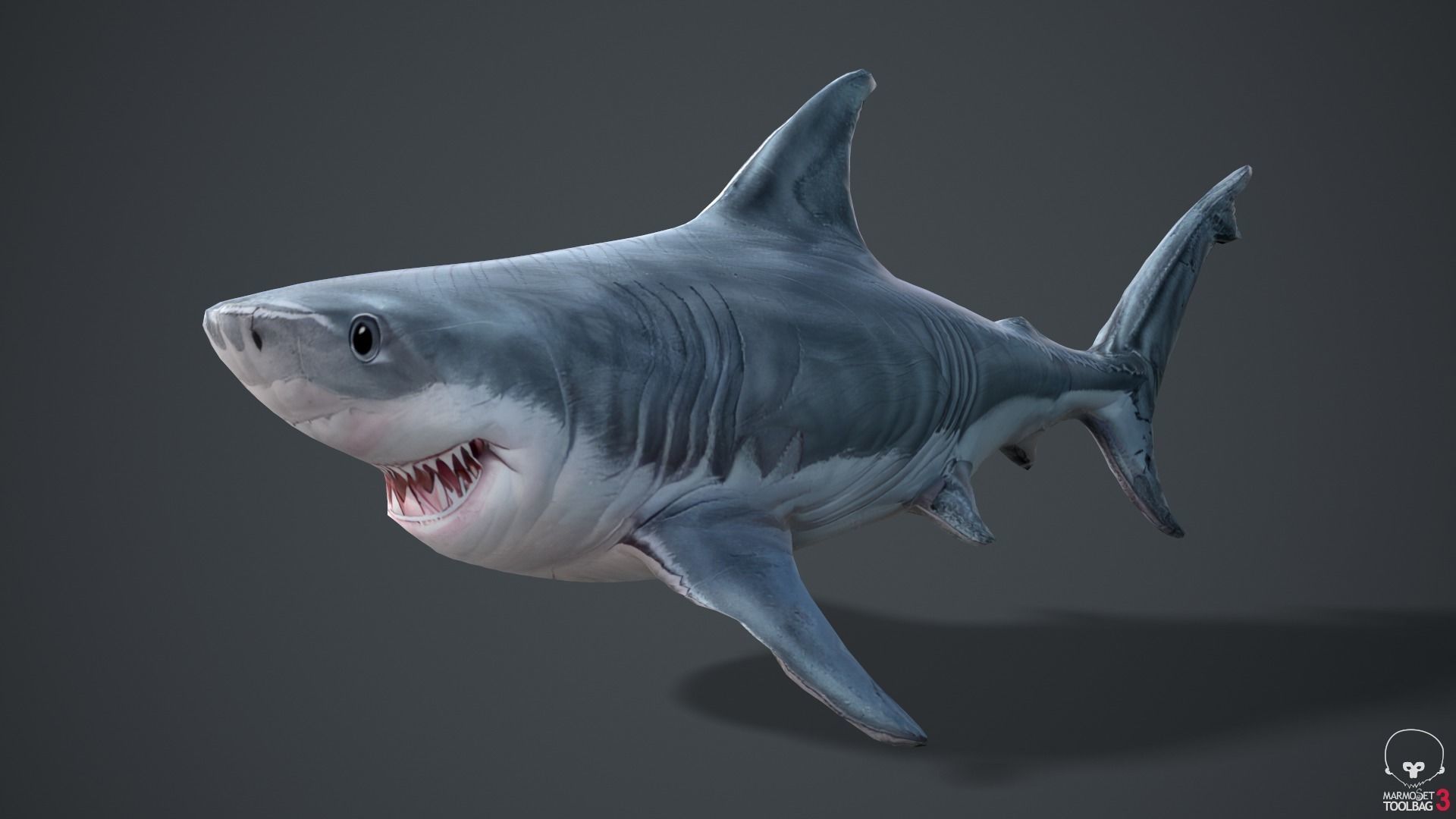 Shark Cartoons Low-poly 3D model_20