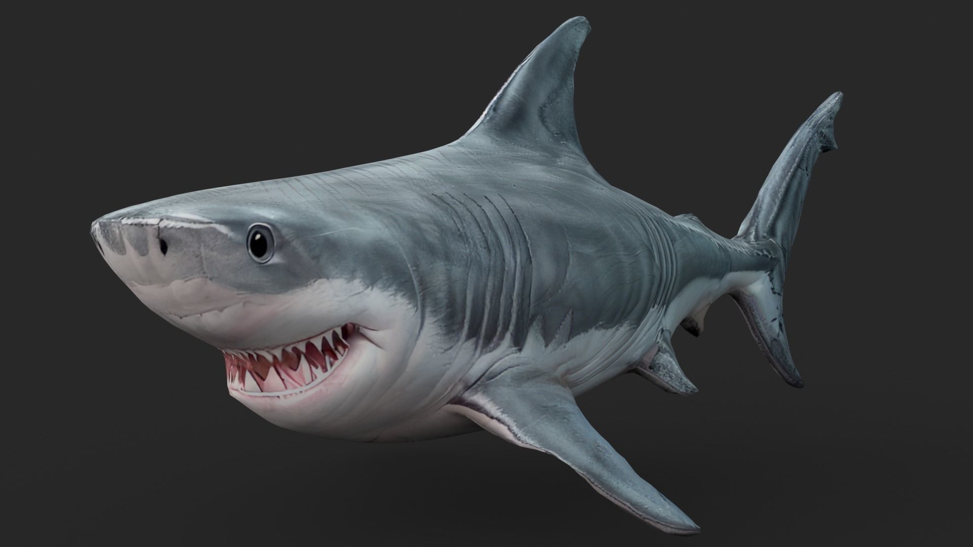 Shark Cartoons Low-poly 3D model_2