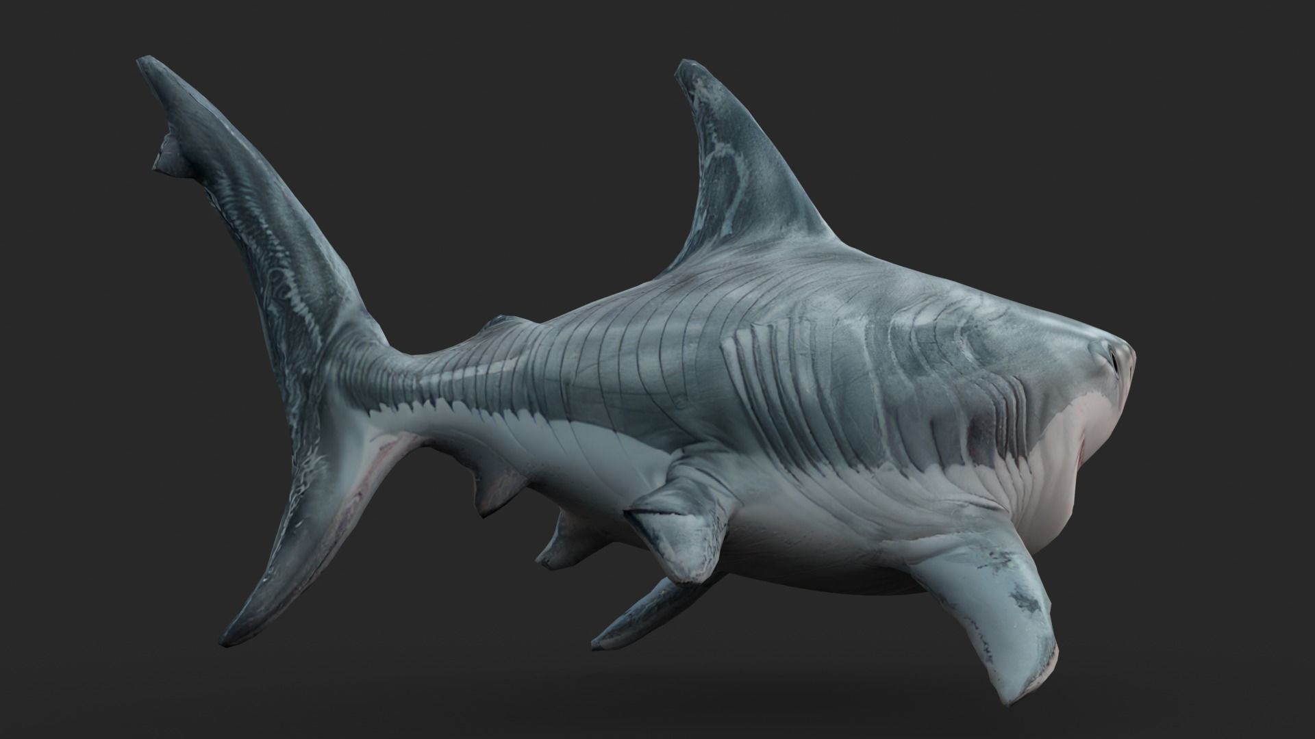Shark Cartoons Low-poly 3D model_6