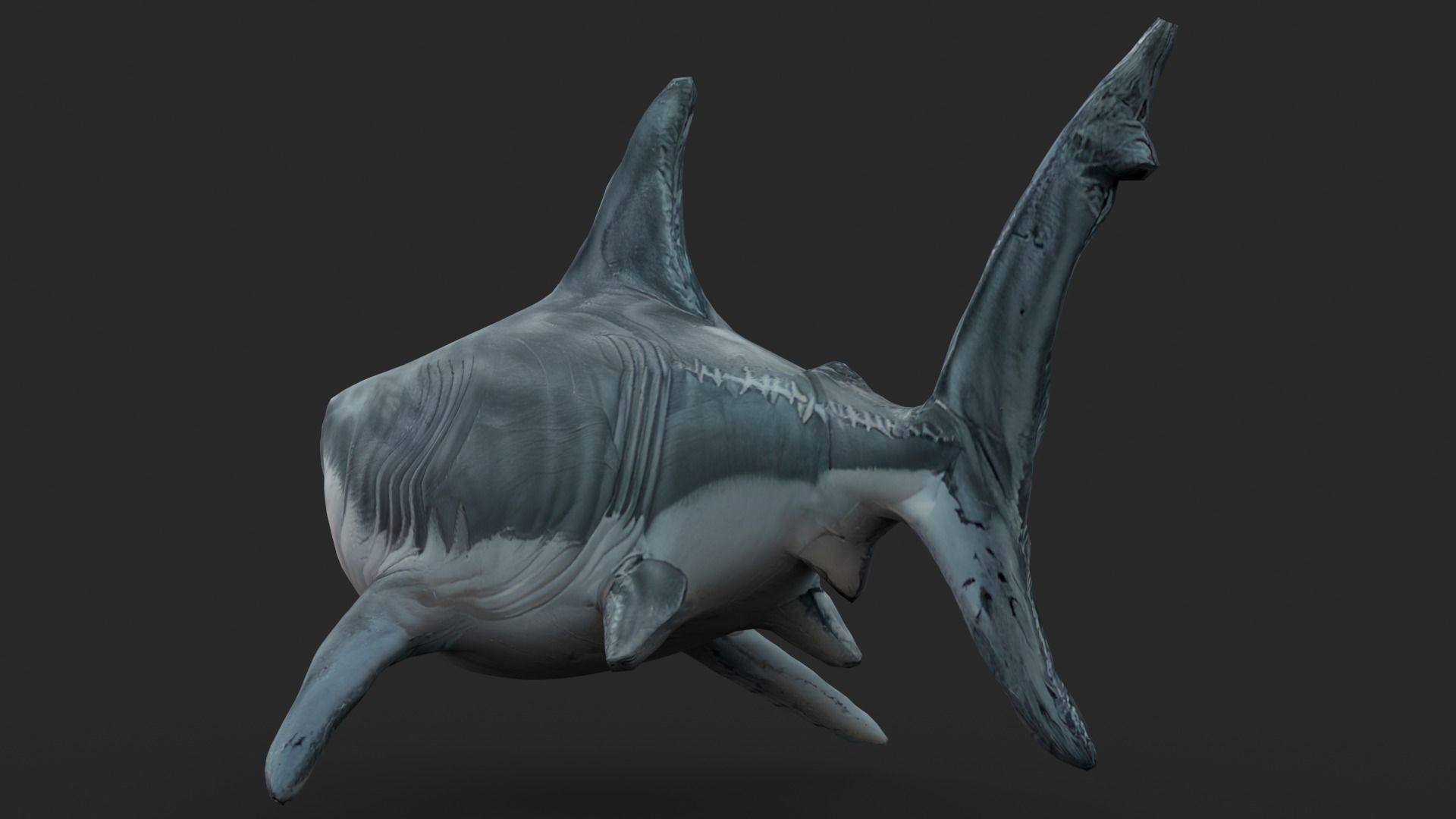 Shark Cartoons Low-poly 3D model_4