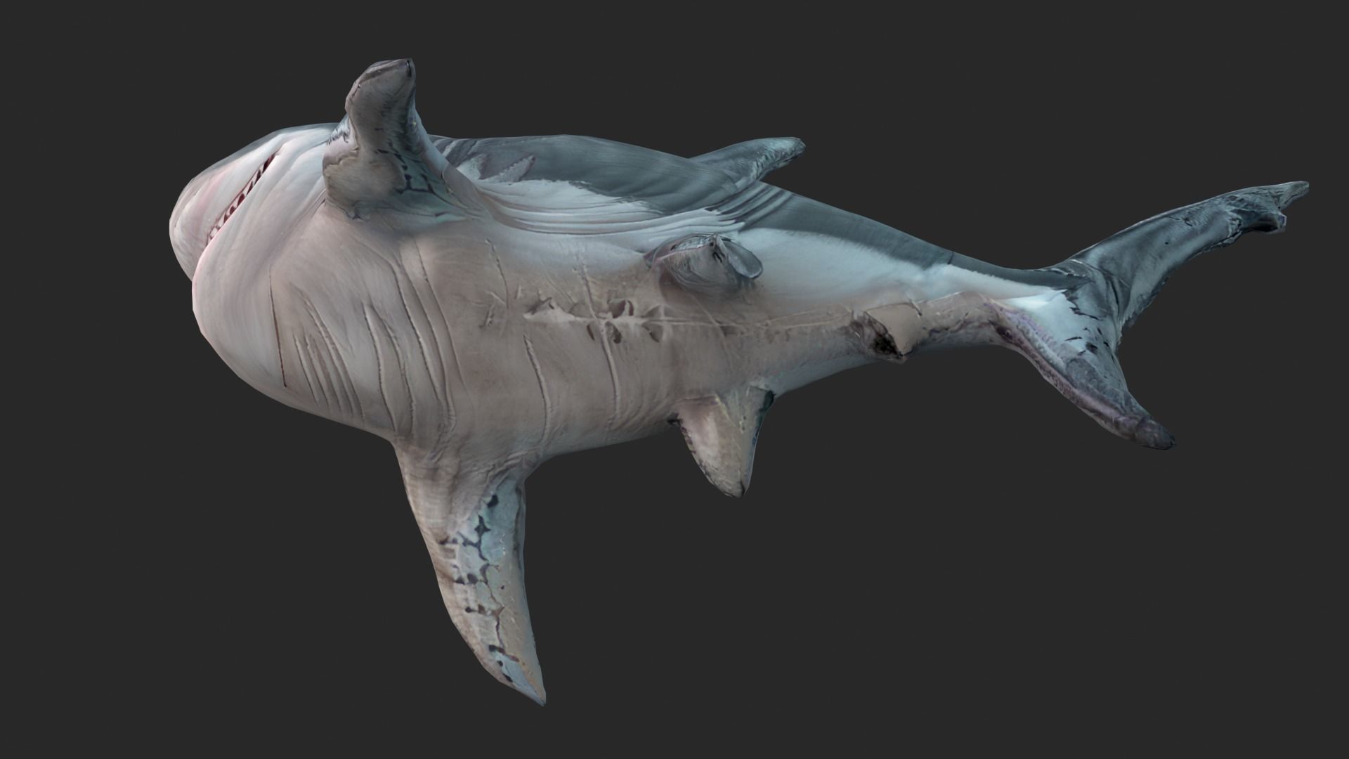 Shark Cartoons Low-poly 3D model_13