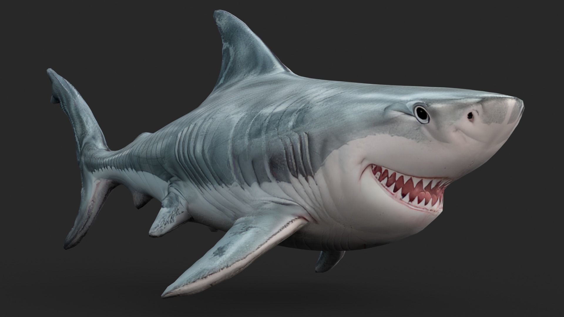 Shark Cartoons Low-poly 3D model_7