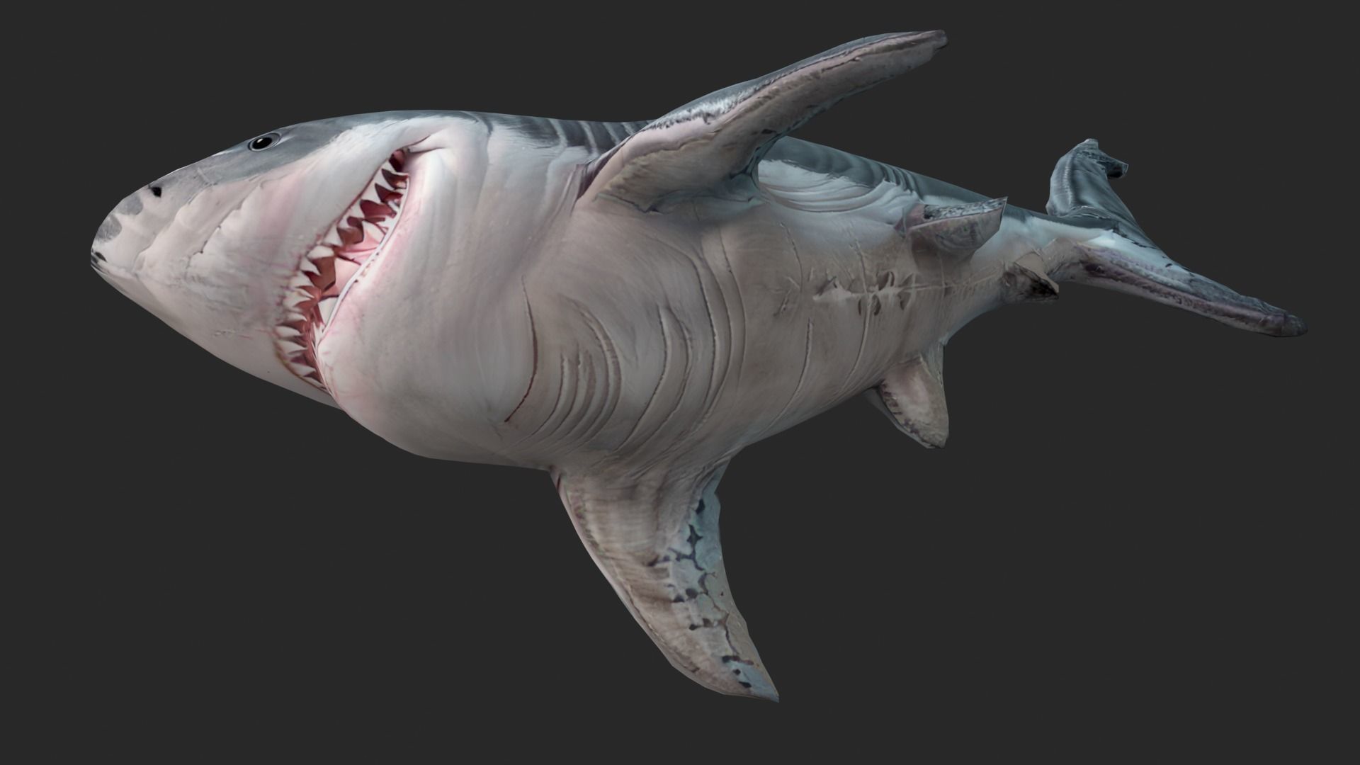 Shark Cartoons Low-poly 3D model_11