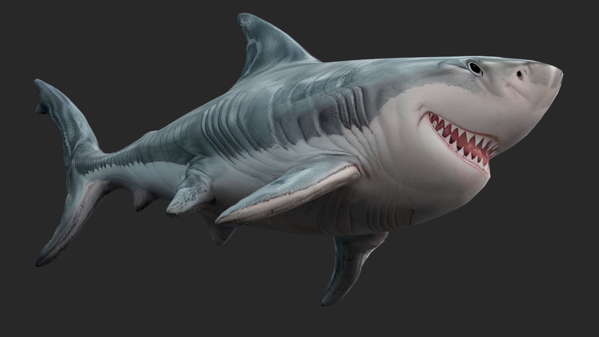 Shark Cartoons Low-poly 3D model_10