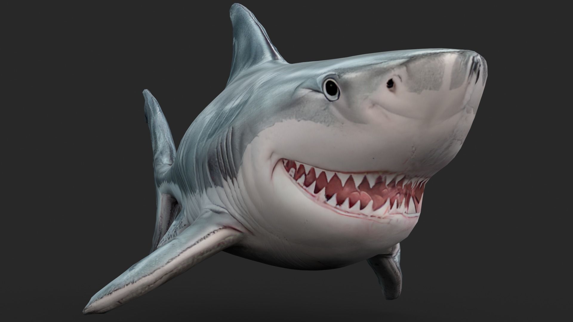 Shark Cartoons Low-poly 3D model_9