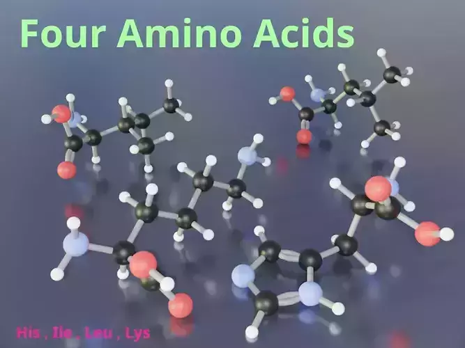 3D molecular model of amino acids