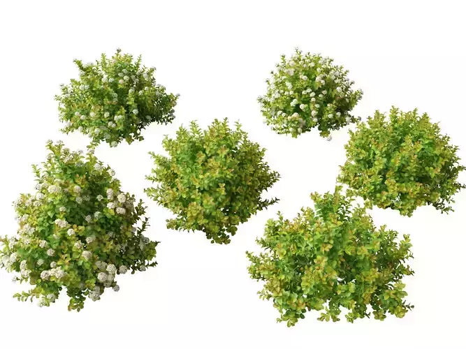 Spiraea betulifolia Tor Gold - Birchleaf spirea