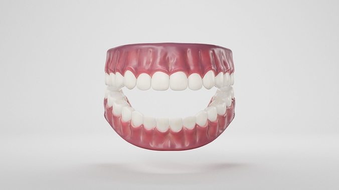 Human Gum and Teeth 3D model