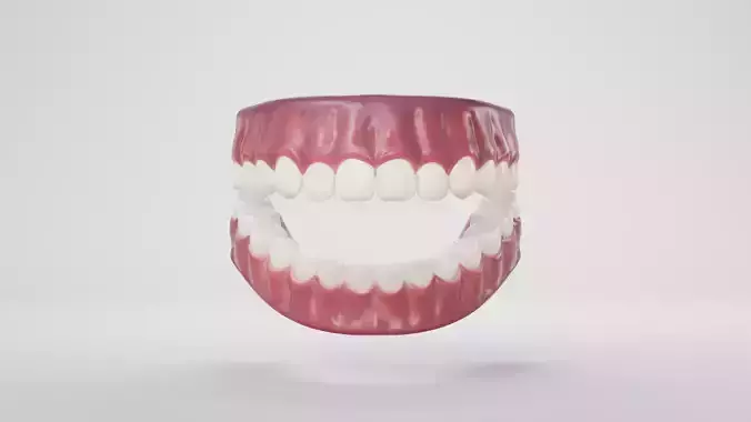 Human Gum and Teeth
