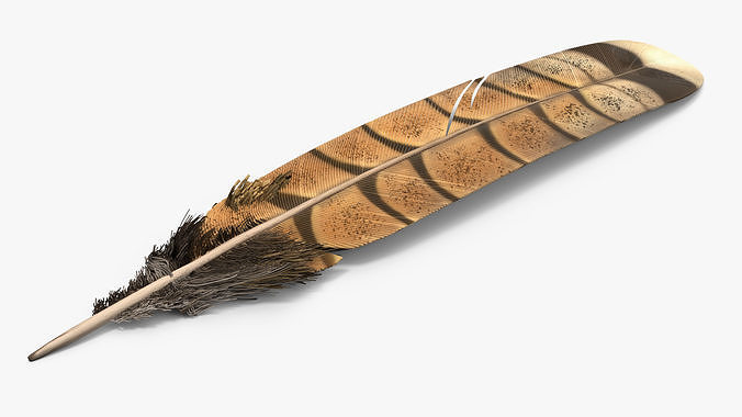 Ruffed Grouse Feather