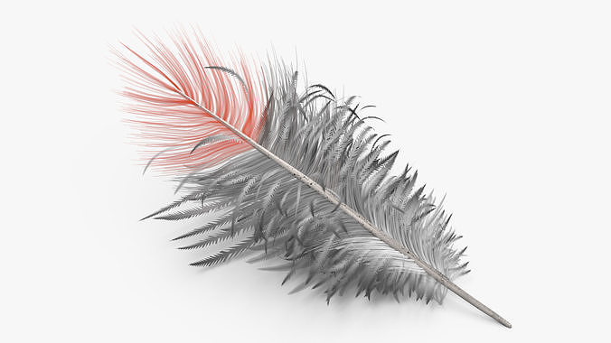 Northern Cardinal Feather